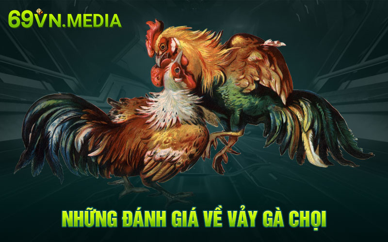 Những đánh giá về vảy gà chọi